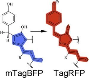 Structural Characterization of Acylimine-Containing Blue and Red Chromophores