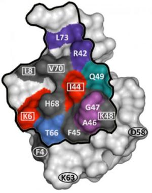 NMR reveals the binding sites on a protein