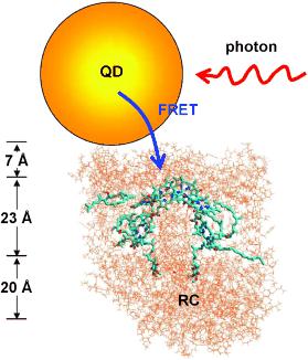Quantum dots can be tagged with photosynthetic reaction centers