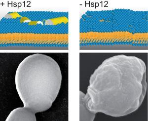 Yeast Stress Protein Hsp12 Stabilizes Cell Membranes